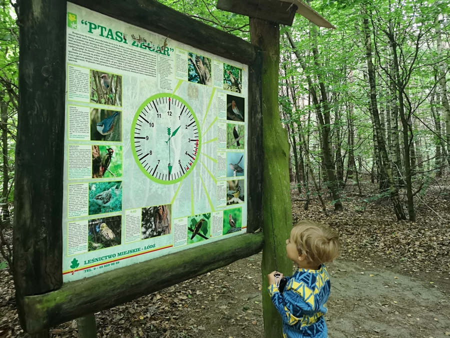 Это удивительный аттракцион для самых маленьких участников лесных путешествий